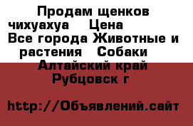 Продам щенков чихуахуа  › Цена ­ 10 000 - Все города Животные и растения » Собаки   . Алтайский край,Рубцовск г.